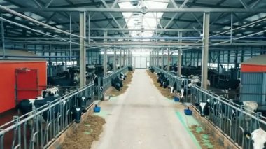 Sığır ağıllarının arasında bir geçidi olan inek çiftliği. 4K