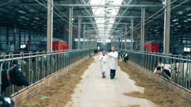 İnek gözlemleyen iki çalışanı olan sığır çiftliği. 4K