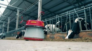 Feed pushing machine is moving through the cattle farm. 4K