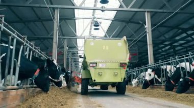 Bir kamyon sığır çiftliğindeki inekler için saman boşaltıyor. 4K