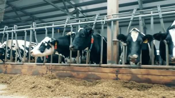 Farm Cows Heads Stuck Out Fence — Vídeo de Stock