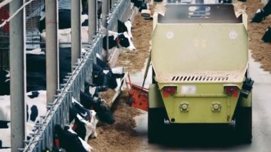Forage for cows is pouring from a farm truck . 4K