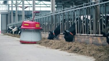 A machine is pushing hay towards the cattle pens with cows. 4K