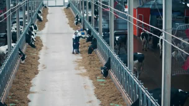 Vista Superior Dois Criadores Gado Que Acariciam Vacas — Vídeo de Stock