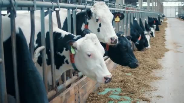 Grange Bovins Avec Des Vaches Mangeant Travers Une Clôture Métallique — Video