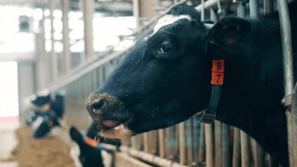 Αγελάδες Neb Γυρίστηκε Ένα Κοντινό Πλάνο Ενώ Μάσημα Σανό — Αρχείο Βίντεο