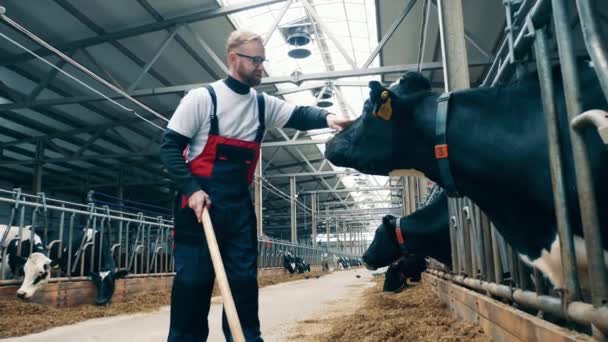 Ouvrier Ferme Caresse Une Vache — Video