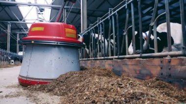 Feed pusher is moving forage closer to the cattle. 4K