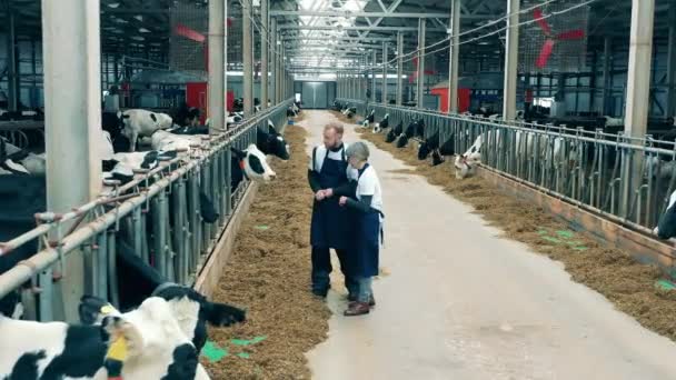Los Trabajadores Agrícolas Lecheros Están Hablando Vacas Las Corrales Ganado — Vídeos de Stock