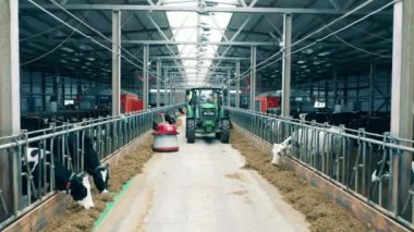 Robot besleyicisi ve saman boşaltan bir traktörü olan bir sığır evi. 4K
