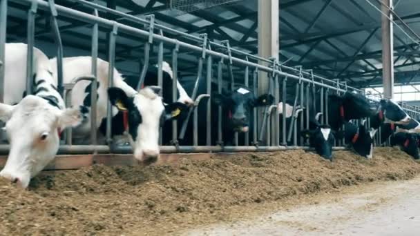 Fazenda Leiteira Com Muitas Vacas Comendo Forragem — Vídeo de Stock