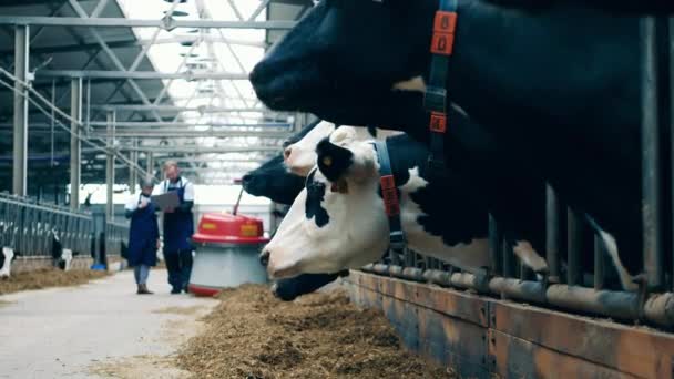 Las Vacas Granja Están Comiendo Forraje Con Dos Especialistas Cerca — Vídeo de stock