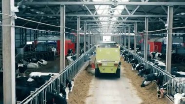 Tarım makinesi inekler için yem dağıtıyor. 4K