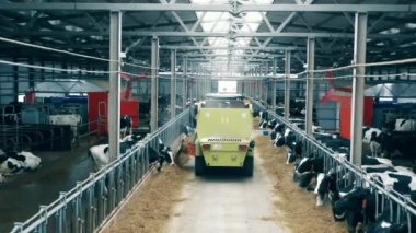 Tarım aracı çiftlik inekleri için yem boşaltıyor. 4K