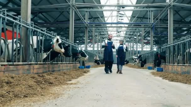 Zaměstnanci Mléčné Farmy Procházejí Farmě — Stock video