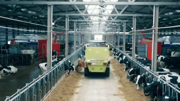 농업용 차량은 가축을 식량을 하역중이다 — 비디오