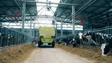 Sığırların yemesi için bir kamyondan yem dökülüyor. 4K