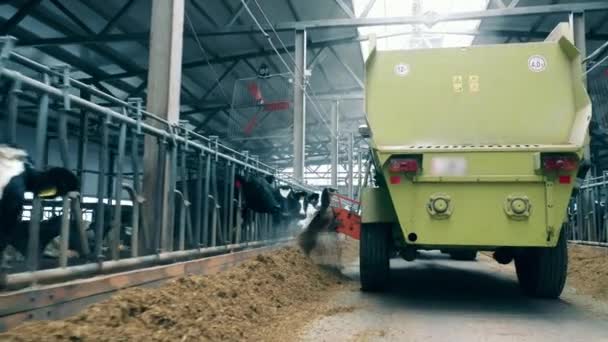 牛は農場のトラックから新鮮な飼料を得ています — ストック動画