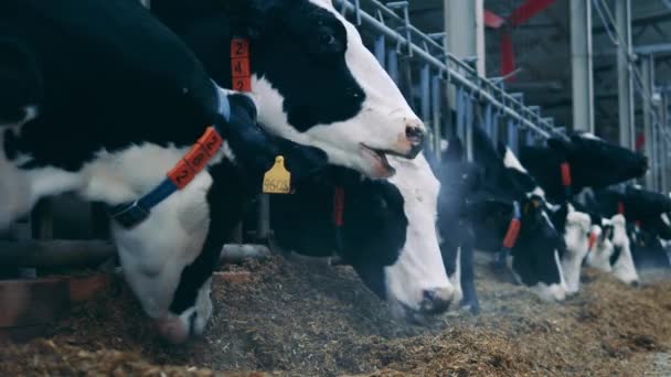 Mucche Stanno Mangiando Foraggio Nel Caseificio — Video Stock