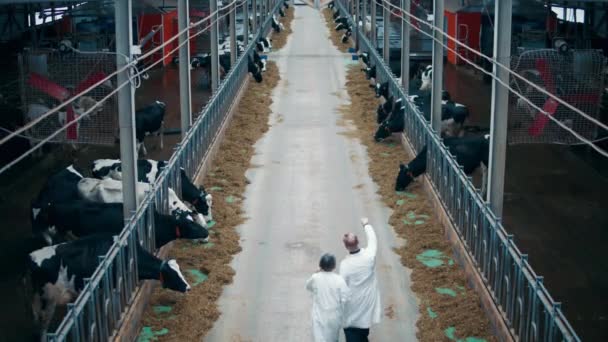 2人の専門家と複数の牛と酪農場のトップビュー — ストック動画
