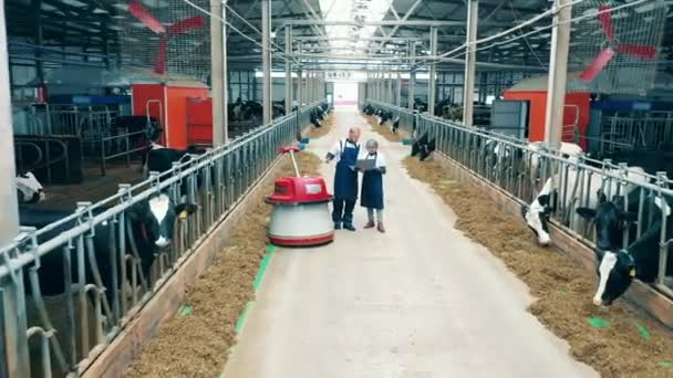 Mjölkböndernas Anställda Följer Matare Genom Kohornet — Stockvideo