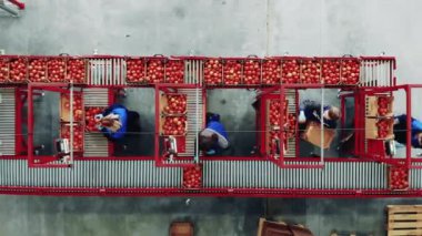 İşçilerin domatesleri taşımak için taşıyıcı kullanmaları. 4K
