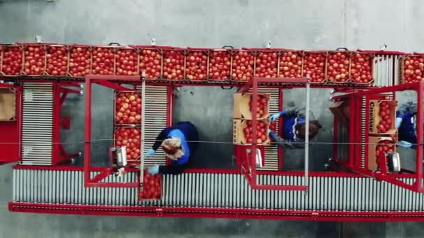 Fabrieksarbeiders Verplaatsen Tomaten Langs Transporter — Stockvideo