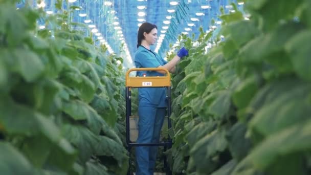 Zöldség Átjáró Egy Női Alkalmazottal Aki Növényeket Gondozza — Stock videók