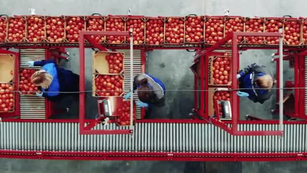 Para Ahli Pertanian Sedang Menyortir Dan Memindahkan Tomat Sepanjang Conveyor — Stok Video