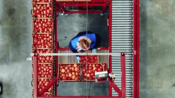 Жінки Сільськогосподарки Переміщують Томатні Коробки Вздовж Конвеєра Кілометровий — стокове відео