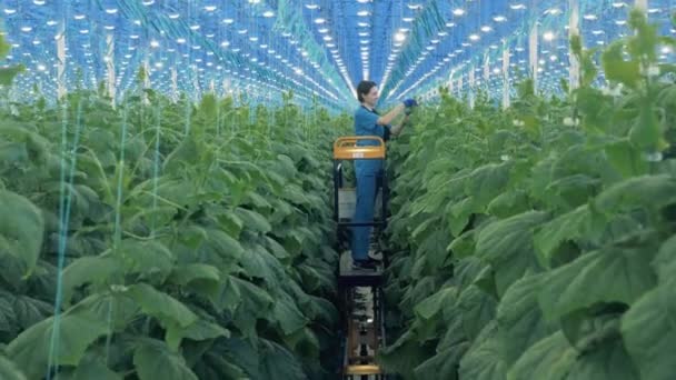 Trabajadora Está Cultivando Plantas Pepino Invernadero — Vídeo de stock