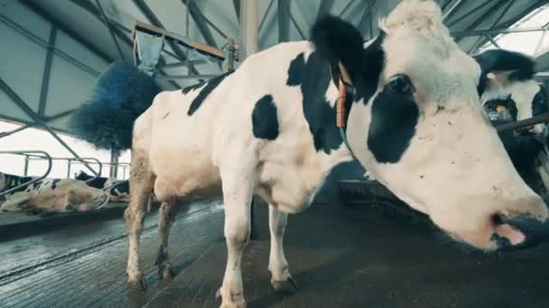 Meccanismo Automatizzato Sta Spazzolando Una Mucca Nel Allevamento Del Bestiame — Video Stock