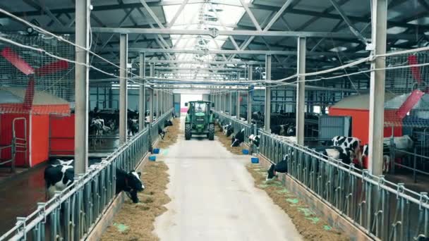 Ένα Τρακτέρ Διανέμει Ζωοτροφές Για Τις Αγελάδες Της Φάρμας — Αρχείο Βίντεο