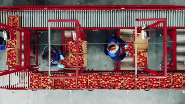 Работники Фермы Используют Конвейер Перевозки Помидоров — стоковое видео