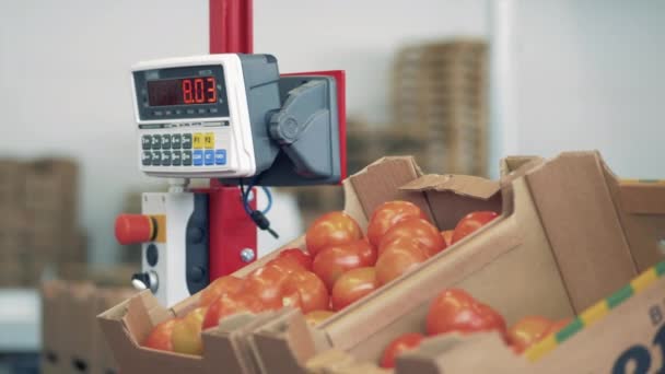 Elektroniska Vågar Med Tomater Blir Vägda Dem — Stockvideo