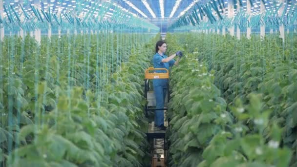 Wärmehaus Mit Einer Frau Die Sich Den Pflanzenanbau Kümmert — Stockvideo