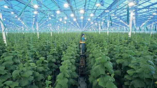 Växthus Med Kvinnlig Anställd Som Tar Hand Gröna Växter — Stockvideo