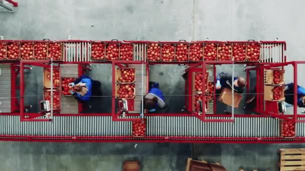 コンベアを使用してトマトを移動させる作業者の迅速な動き — ストック動画
