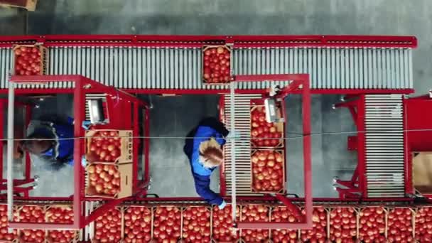 女性労働者によって行われるトマトの選別プロセスのトップビュー — ストック動画