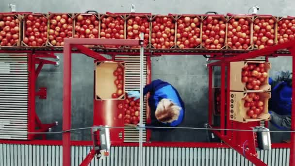 Blick Von Oben Auf Das Auswahlverfahren Für Tomaten Das Von — Stockvideo