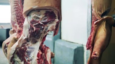 Asılan domuz leşleri doğranıyor. 4K