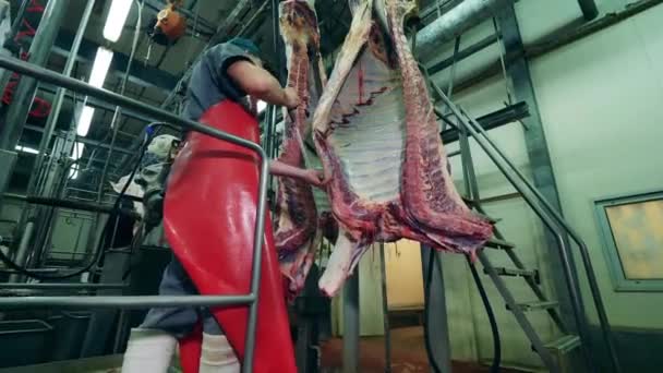 Meat Carcasses Getting Washed Plant Worker — Stock Video