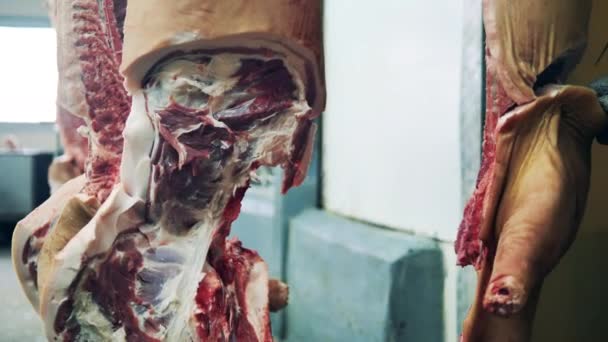 Des Carcasses Porc Pendantes Sont Train Être Massacrées — Video