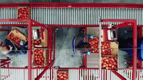 工場労働者の監督の下でトマトが移転されている — ストック動画