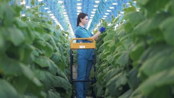 Zeleninová Pasáž Zaměstnankyní Pečující Rostliny — Stock video