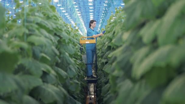 Gurkväxter Binds Upp Dam Växthuset — Stockvideo