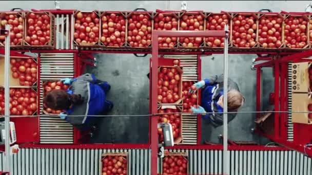 Arbeiter Sortieren Tomaten Während Des Transports — Stockvideo