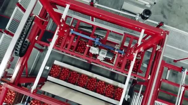 Vista Superior Uma Máquina Industrial Que Desloca Tomates Colhidos — Vídeo de Stock