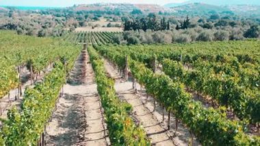 Üzüm bağları, üzümler, tarımsal alanlar 4K üzerinde hava manzarası
