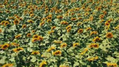 Parlak sarı ayçiçekleriyle dolu şaşırtıcı derecede güzel, canlı bir tarla, doğanın ihtişamını gözler önüne seriyor.